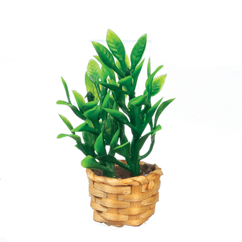 Bamboo Plant in Basket